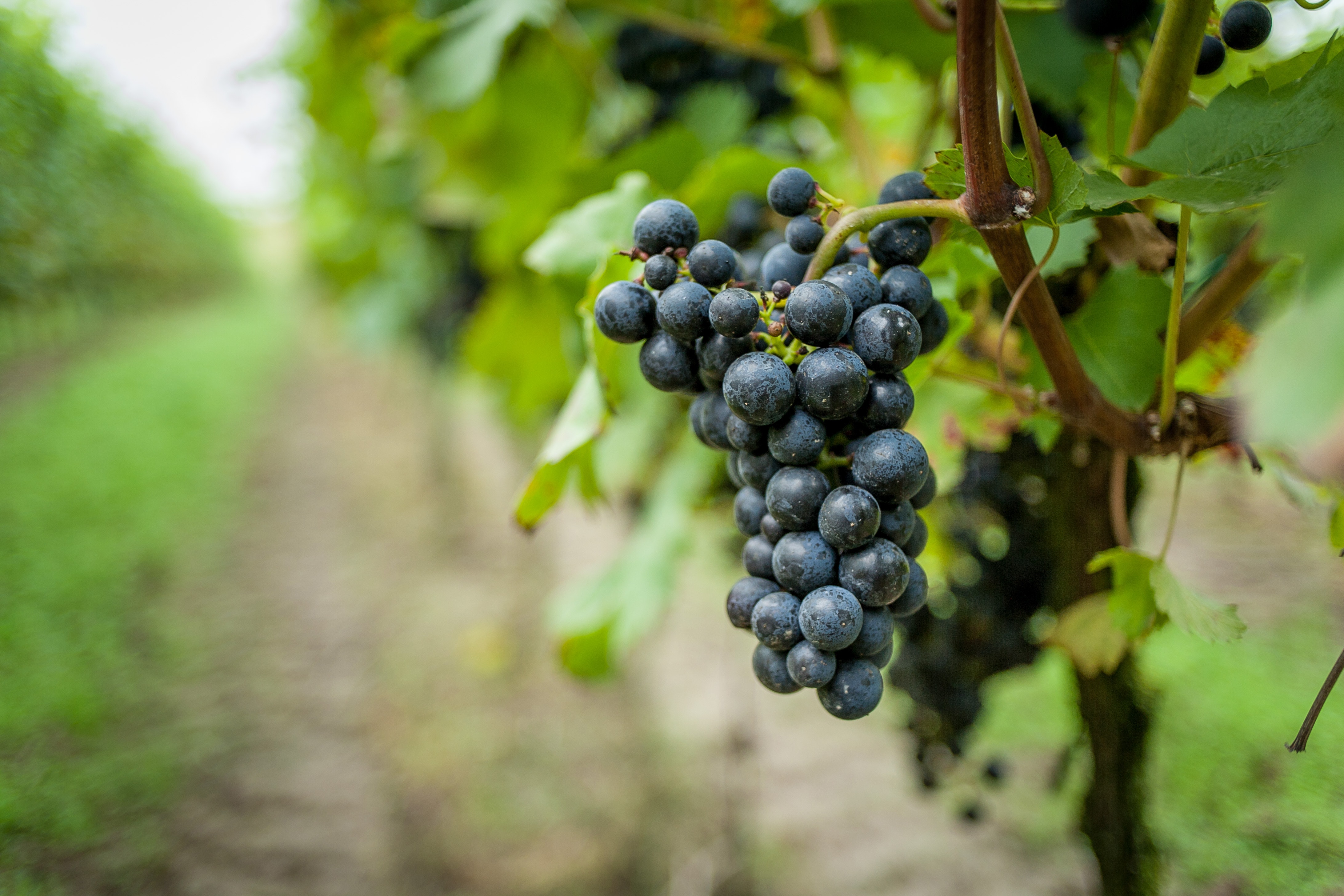 La Festa Del Vino e Dell'uva a Bardolino